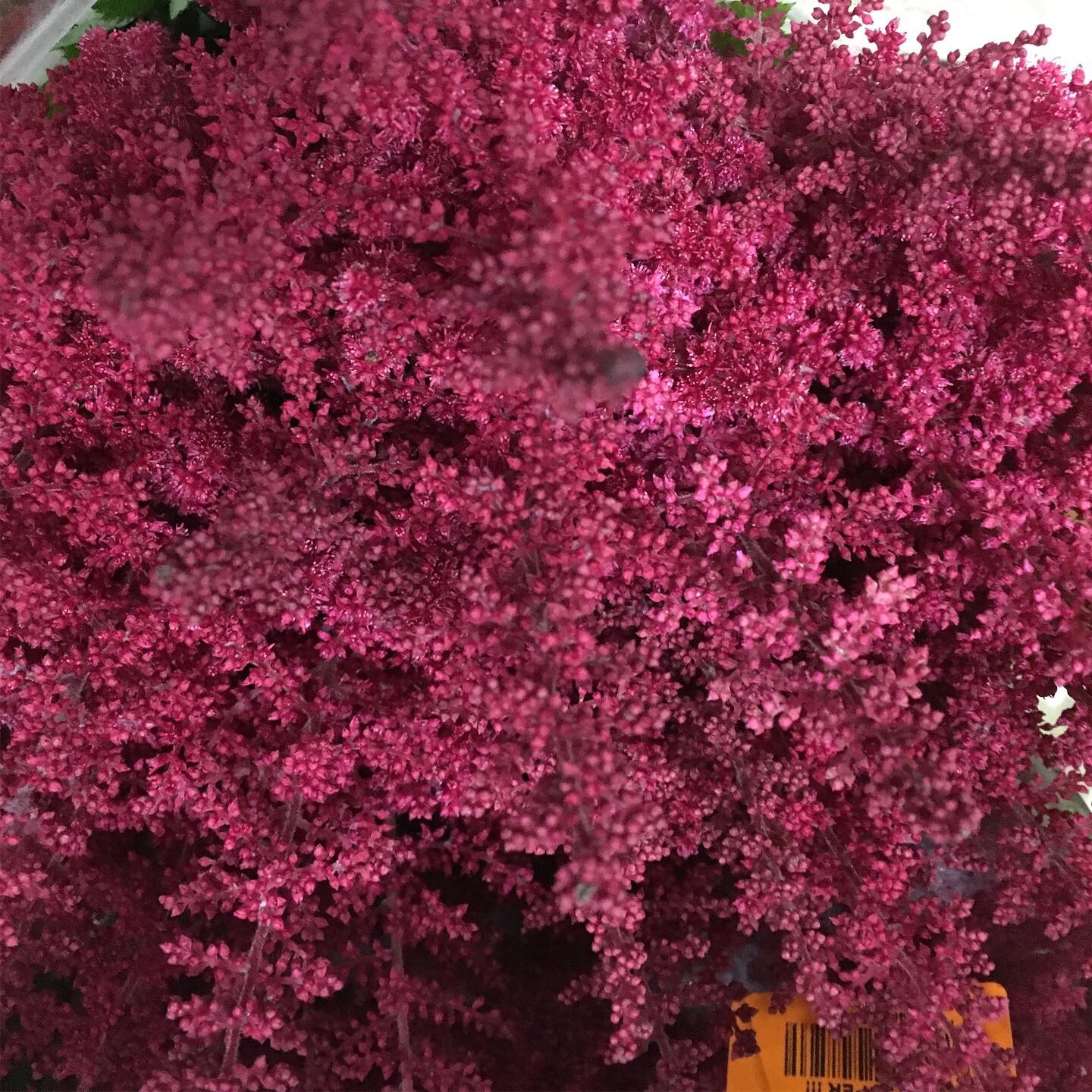 Astilbe fuxia