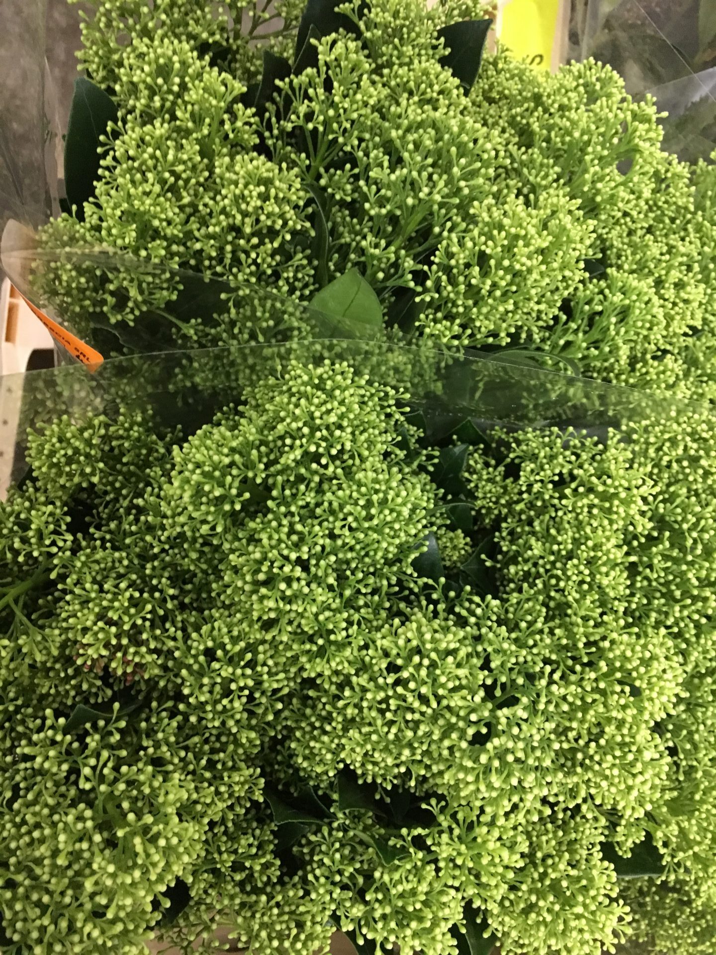 Skimmia verde