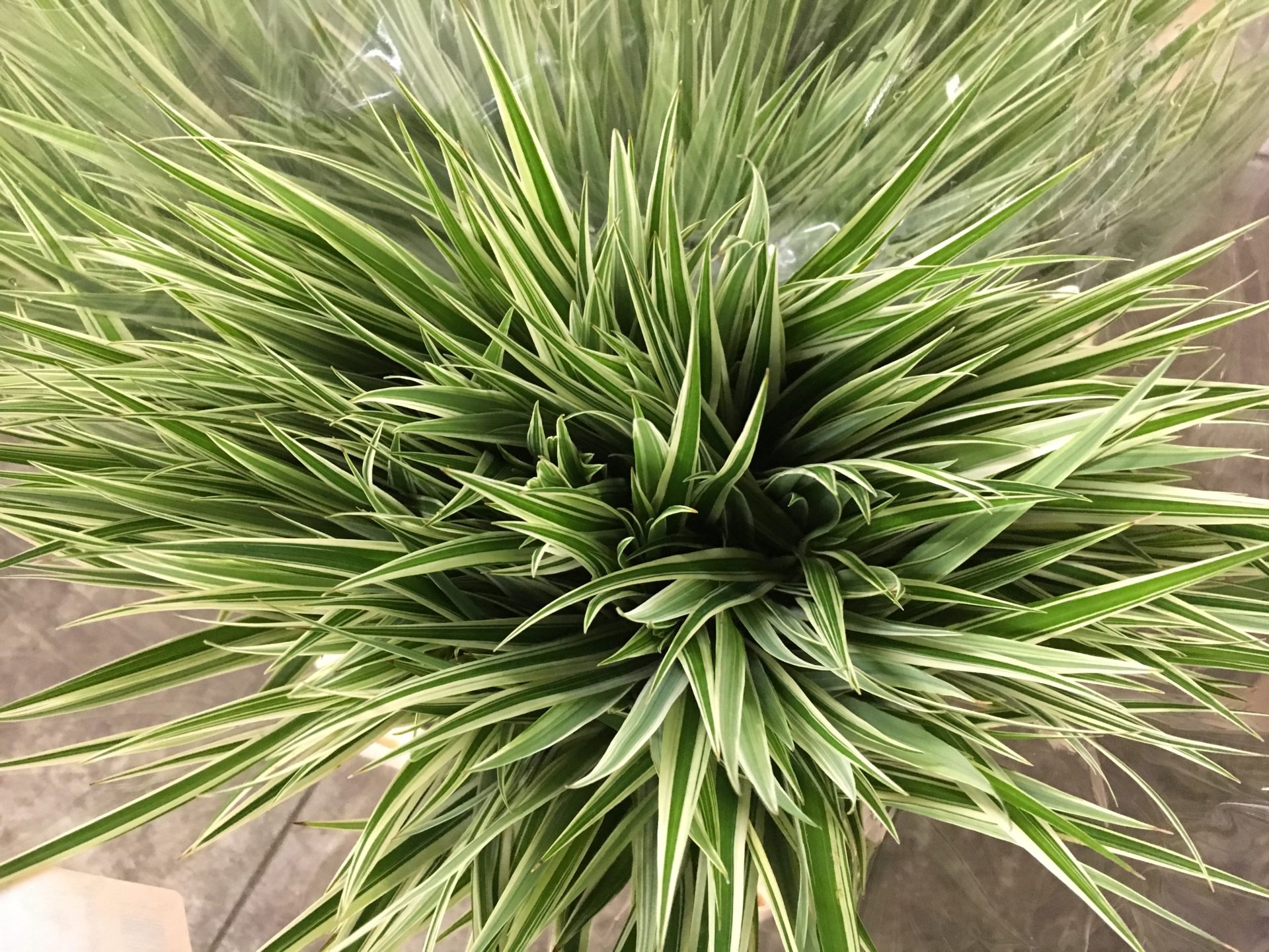 Carex