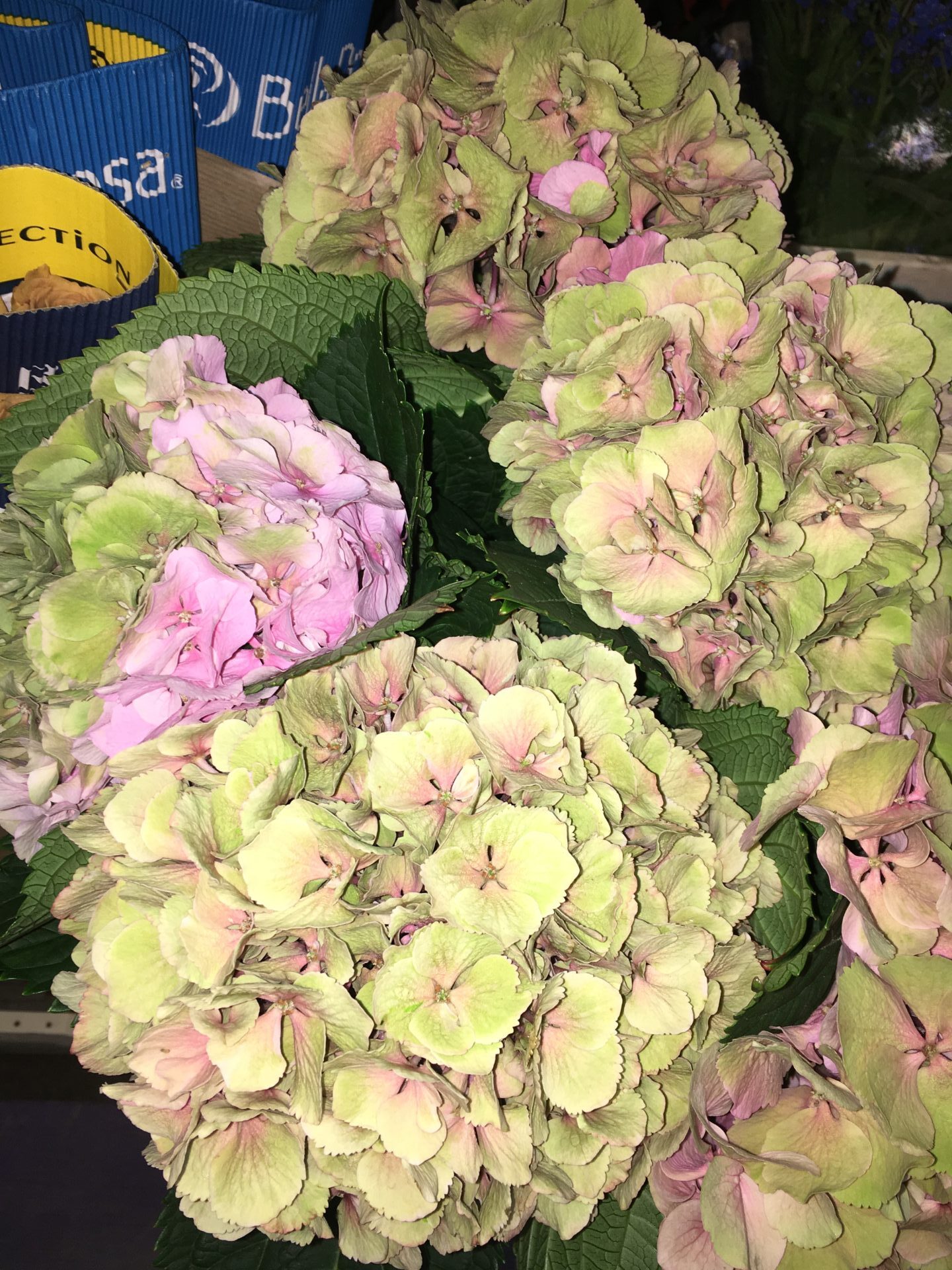 Hydrangea