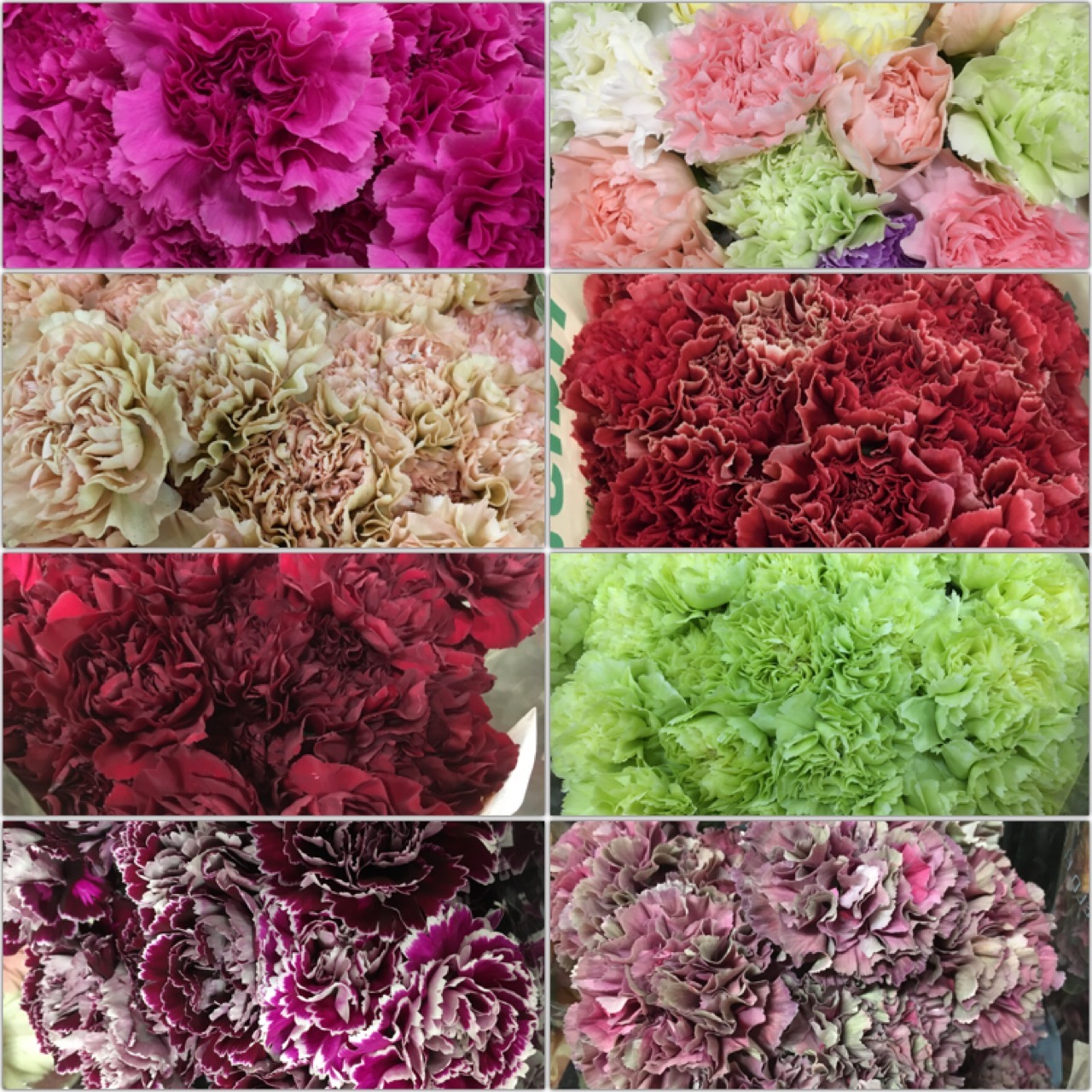 Garofano o dianthus