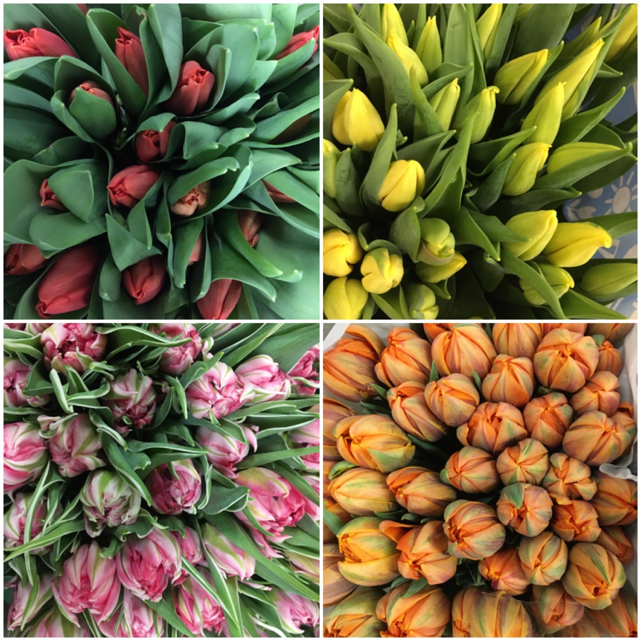 Tulipano
