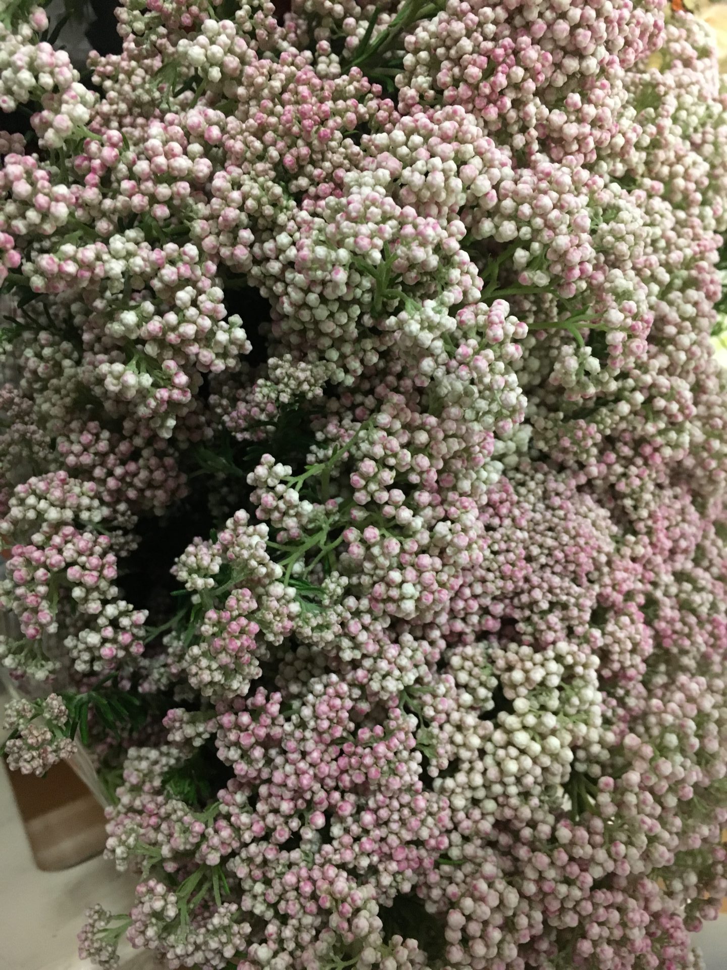 Ozothamnus