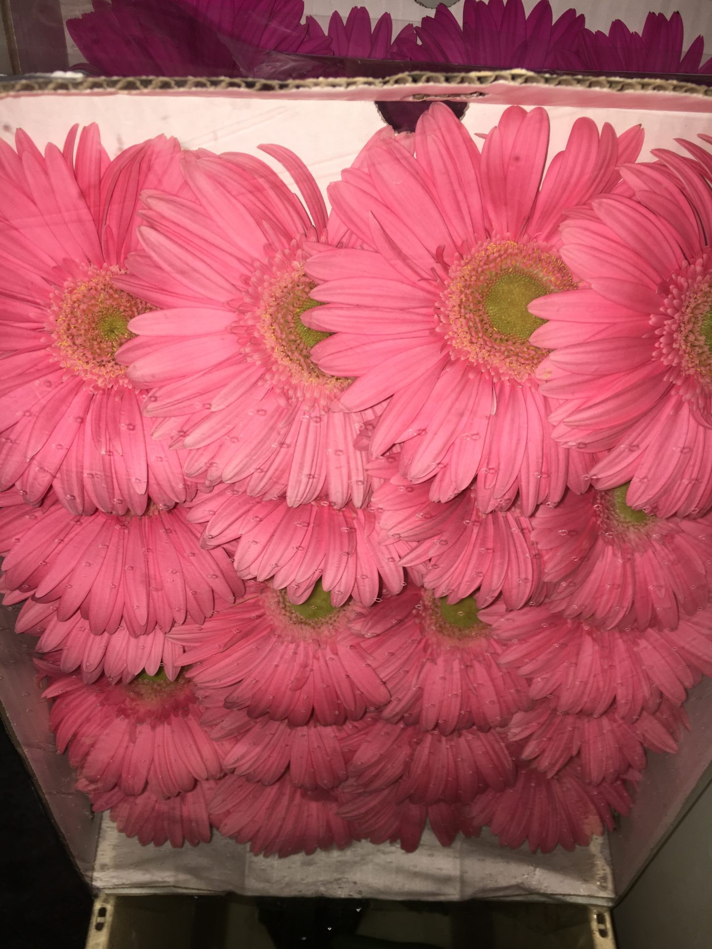 Gerbera