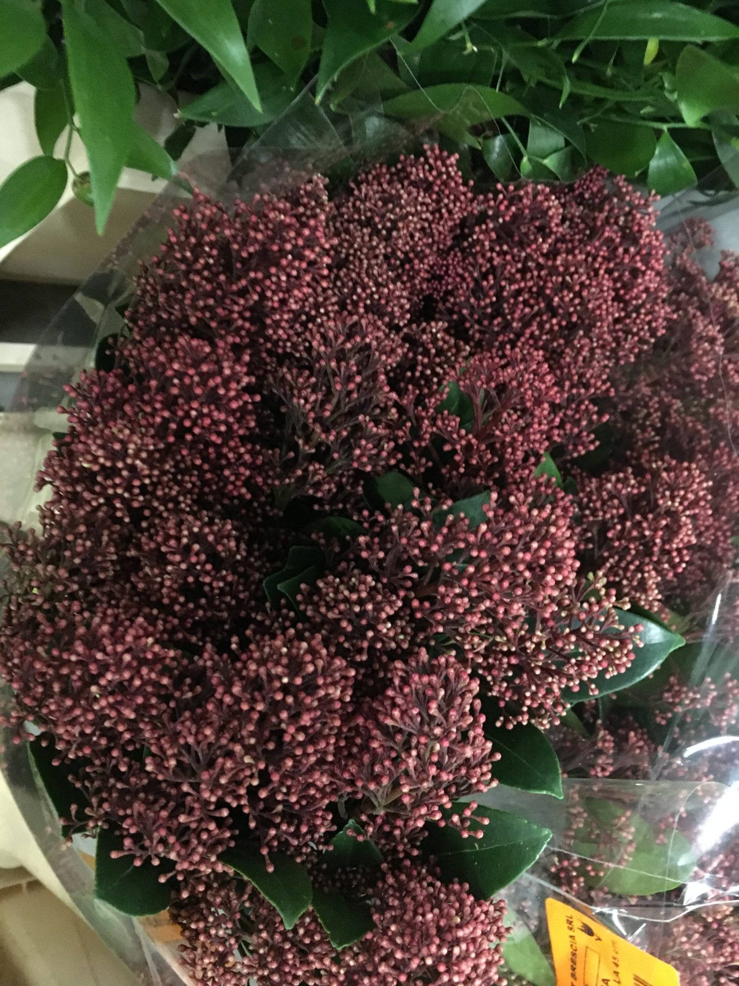 Skimmia rossa