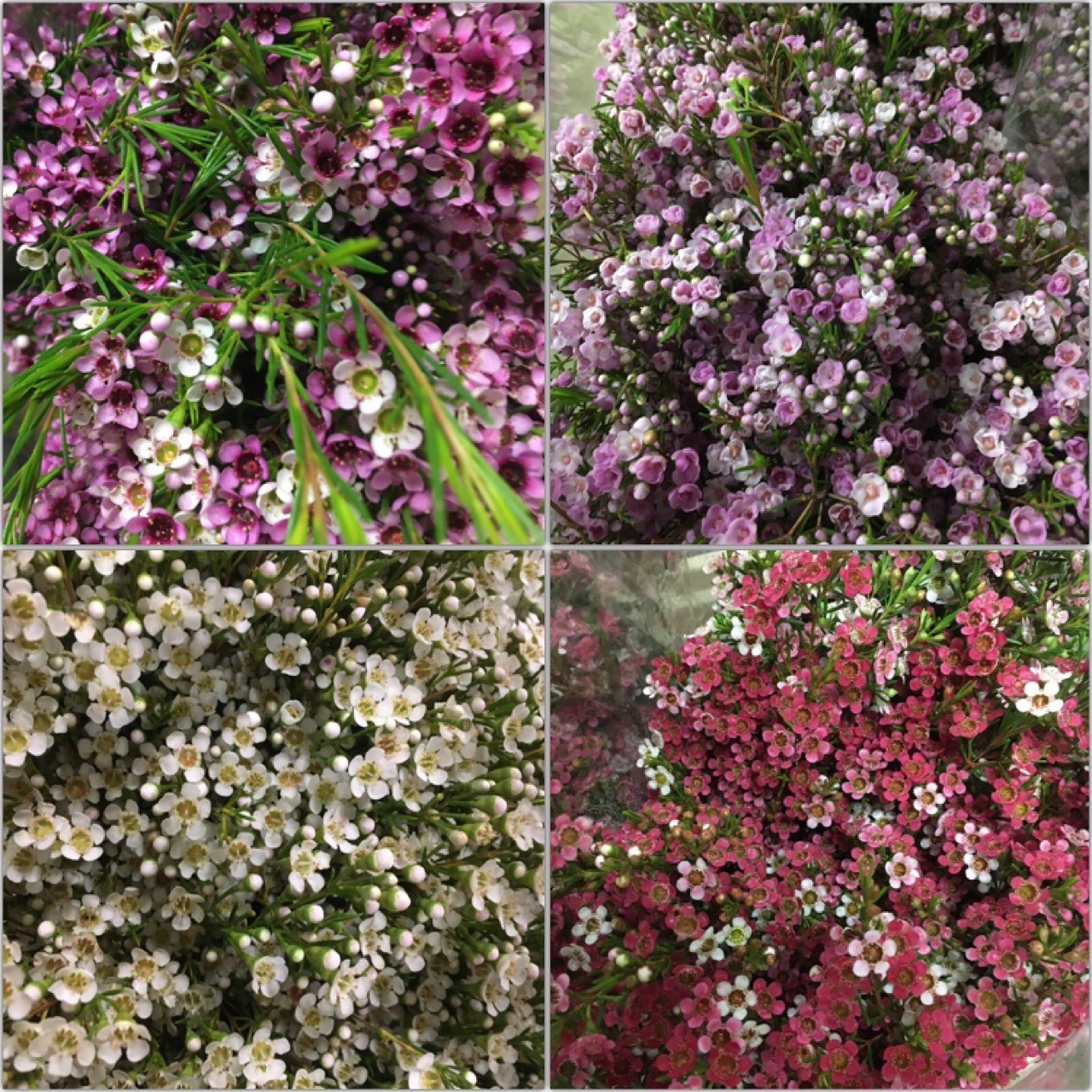 Waxflower
