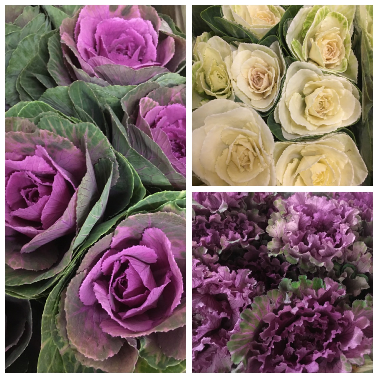 Brassica