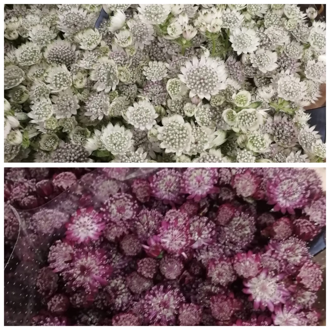 Astrantia