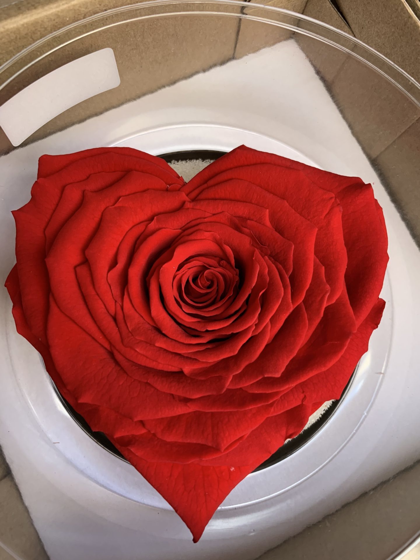 Rosa stabilizzata a cuore