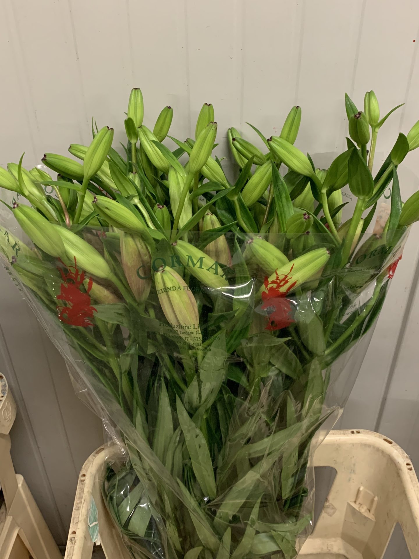 Lilium asiatico